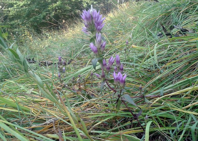 Deutscher Enzian (Gentianella germanica) (Foto: Bodo Schwarzberg)