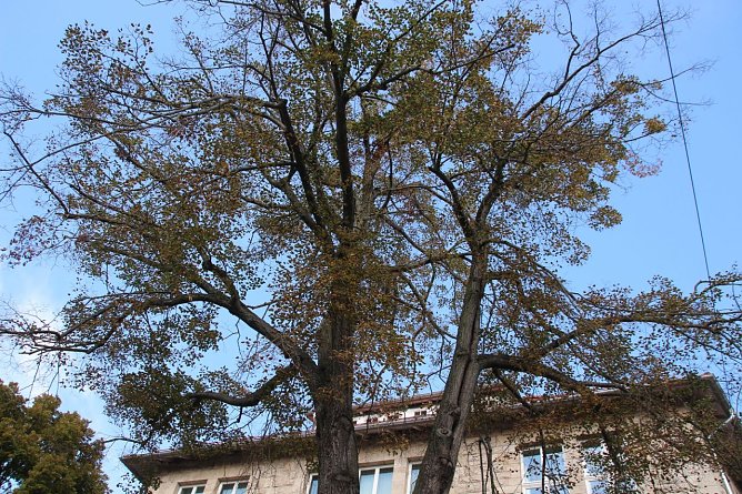 Die Linde vor dem Nordhäuser Rathaus muss weichen (Foto: Pressestelle Stadt Nordhausen) Die Linde vor dem Nordhäuser Rathaus muss weichen (Foto: Pressestelle Stadt Nordhausen)