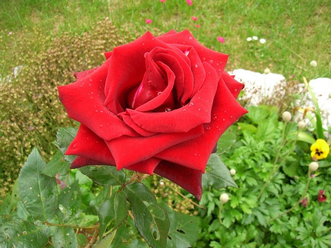 Neue Rosen sollten im Herbst angepflanzt werden (Foto: Ilona Glashagel)