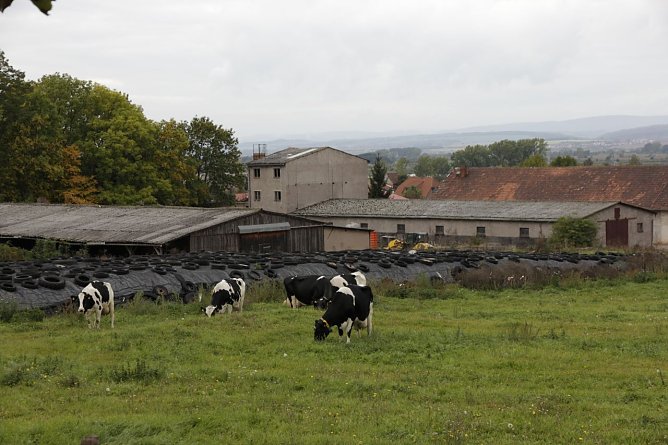 Milchviehanlage in Auleben (Foto: Christian Darr)