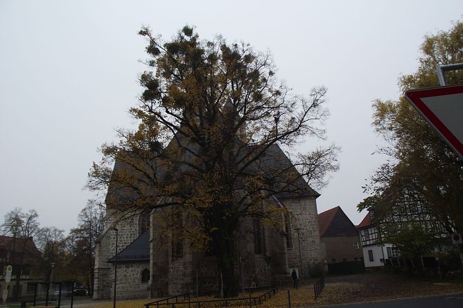 Sorgen bereitet die etwa 318-jährige Linde bei der Blasiikirche in Nordhausen. (Foto: Kurt Frank) Sorgen bereitet die etwa 318-jährige Linde bei der Blasiikirche in Nordhausen. (Foto: Kurt Frank)