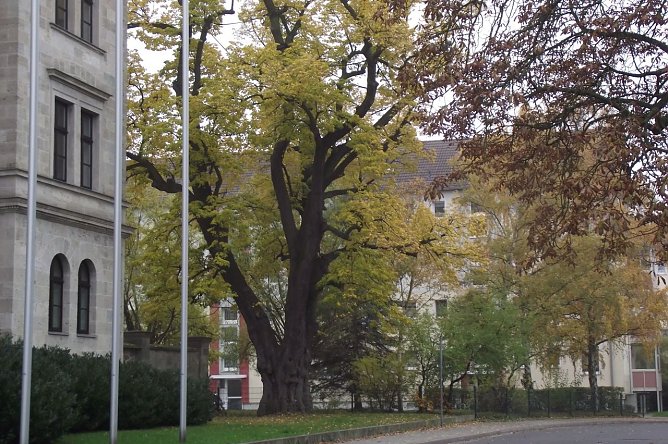 Wenn diese alte Linde beim Kreisgericht in Nordhausen erz&auml;hlen k&ouml;nnte. Im Baumkataster erfasst, wird ihr Alter mit 300 Jahren angegeben. Blitzeinschl&auml;ge &uuml;berstand sie bisher gut. (Foto: Kurt Frank)