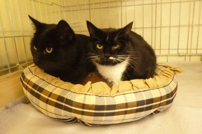 Tiere der Woche: Prinz und Prinzessin (Foto: Birgit Hellrung) Tiere der Woche: Prinz und Prinzessin (Foto: Birgit Hellrung)