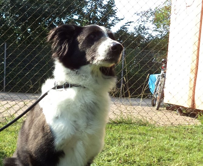 Tier der Woche: Bella (Foto: Birgit Hellrung)