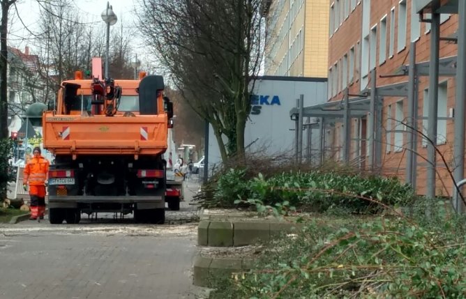 Bäume gefällt (Foto: Peter Blei) Bäume gefällt (Foto: Peter Blei)