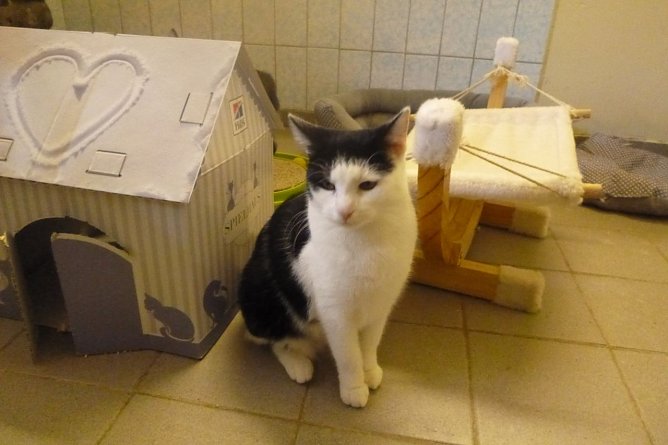 Tier der Woche: Biene (Foto: Birgit Hellrung)