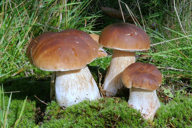 Boletus edulis - der gemeine Steinpilz (Foto: Kulturbund f&uuml;r Europa e. V.)