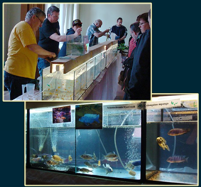 Die j&auml;hrlichen Fischb&ouml;rsen z&auml;hlen zu den H&ouml;hepunkten der Aquarianer. (Foto: privat)