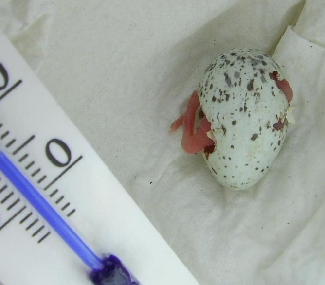 Das verlorene Ei (Foto: Weber)