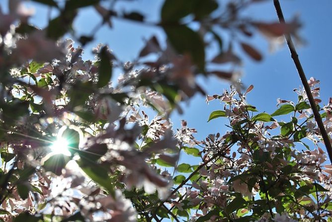 In voller Pracht (Foto: N. Heinrich) In voller Pracht (Foto: N. Heinrich)