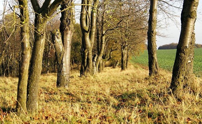 Kommt er nun bald - der Fr&uuml;hling? (Foto: Gernot Thelemann)
