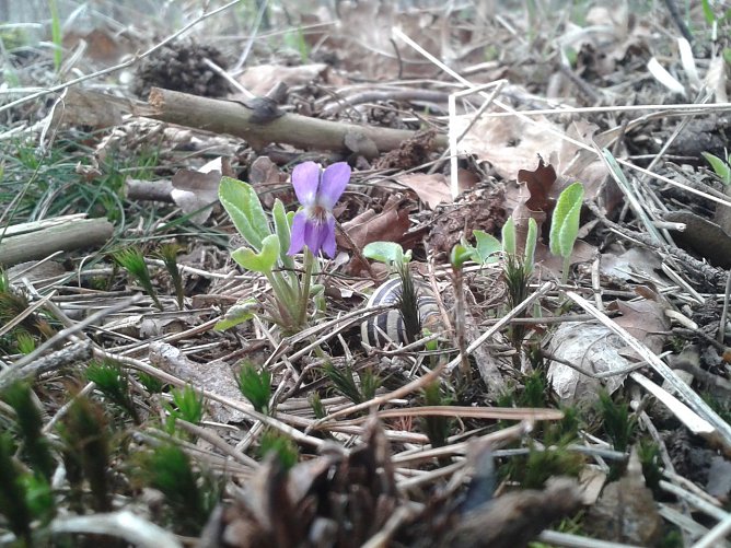 Ein Exemplar des H&uuml;gel-Veilchens mit seinen typischen gelb-gr&uuml;nen, leicht samtigen, unten tief herzf&ouml;rmig eingeschnittenen Bl&auml;ttern (hier nicht zu sehen) und der innen wei&szlig;lichen Bl&uuml;te - aufgenommen im Landkreis Nordhausen (Fr&uuml;hjahr 2016) (Foto: Bodo Schwarzberg)