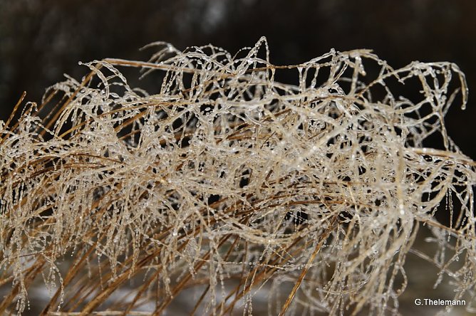 Wieder Nachtfrost (Foto: Gernot Thelemann)