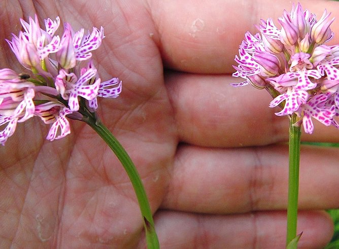 Dreiz&auml;hnige Knabenkraut (Orchis tridentata) (Foto: Bodo Schwarzberg)