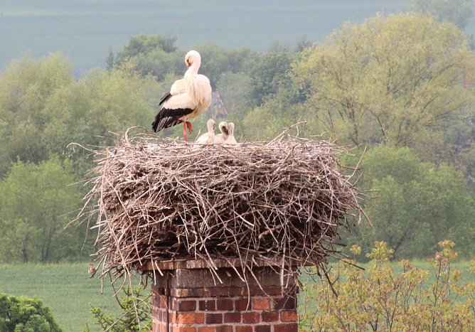 Haben sich jetzt erst in die Kinderstube blicken lassen - das Storchenpaar in Windehausen (Foto: Nancy Hoffmann)