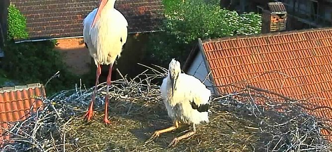 Aktueller Blick in das Storchennest (Foto: privat)