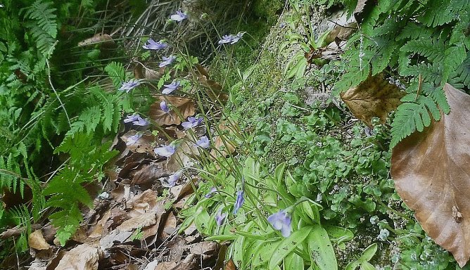 Fast verschwunden: Das Gips-Fettkraut (Foto: Bodo Schwarzberg)