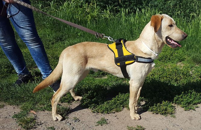 Zeus, der sportliche (Foto: Birgit Hellrung)