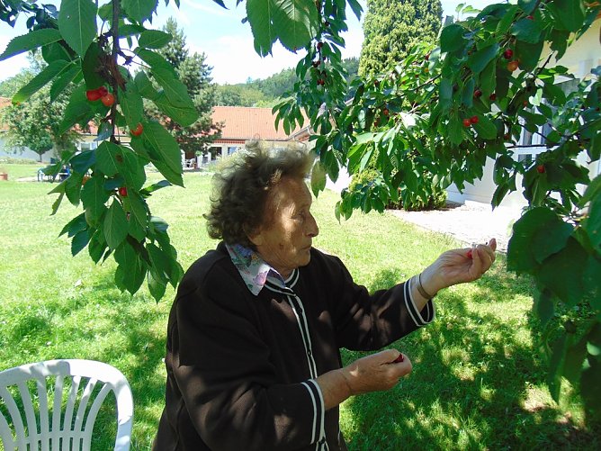 Kirschernte im Pflegeheim Sonnenhof (Foto: Danny Kais) Kirschernte im Pflegeheim Sonnenhof (Foto: Danny Kais)