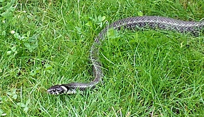 Besuch im Garten (Foto: privat)