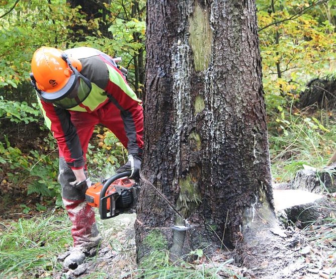 Forstwirt_Holzernte (Foto: HorstSproßmann) Forstwirt_Holzernte (Foto: HorstSproßmann)