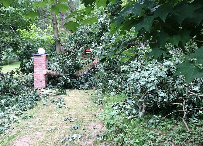 In der Nacht vom 26. zum 27.07. ist im hinteren Teil des Ilfelder Ahornparks eine m&auml;chtige Eiche von au&szlig;erhalb des Parks &uuml;ber den Wildzaun und den Hauptweg zum hinteren Ausgang umgebrochen (Foto: Ahornpark Ilfeld e.V.)