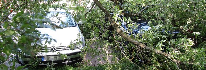 Unter Gr&uuml;n versch&uuml;ttet (Foto: privat)