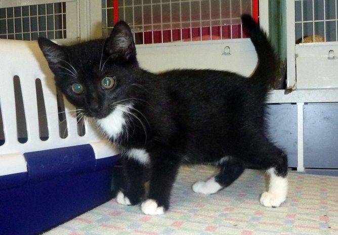 Zu vermitteln (Foto: B. Hellrung)