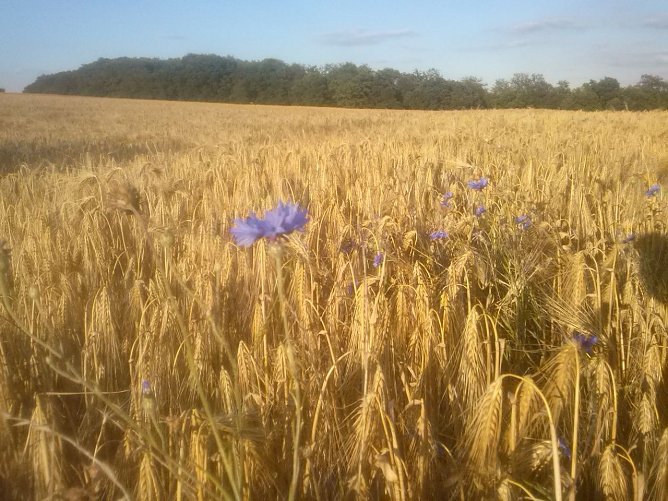 Wetterbild (Foto: Angelo Glashagel)