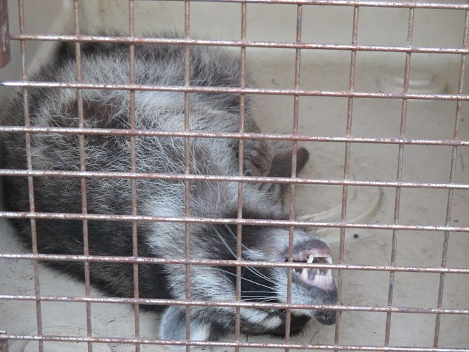 Toter Waschb&auml;r - auf keinen Fall versuchen Wildtiere selber zu fangen (Foto: Berufsfeuerwehr Nordhausen)