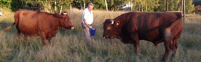 Das Foto zeigt Wilfried Forst auf der Alm in Rothes&uuml;tte. Rechts im Bild Zuchtbulle Barabas (Foto: Kurt Frank)