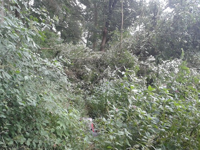 Zugewachsen (Foto: Bo)