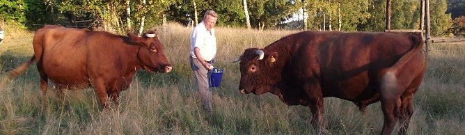 Wilfried Forst mit dem Rotvieh (Foto: Kurt Frank)
