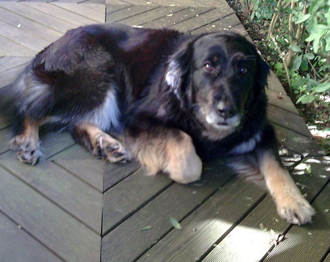 Angst vor Feuerwerk (Foto: privat)