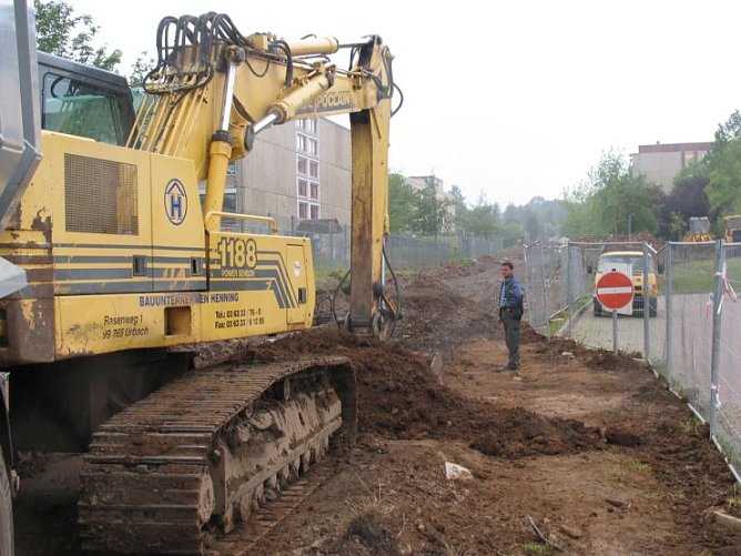Eschen statt Pappeln (Foto: psv)