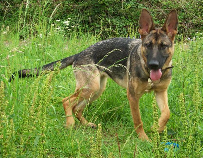 Edda (Foto: Knust) Edda (Foto: Knust)