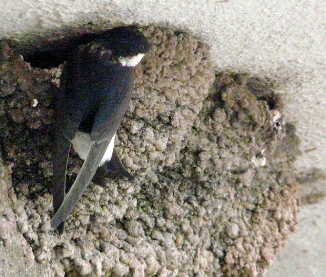 Schwalbennest (Foto: Piper)