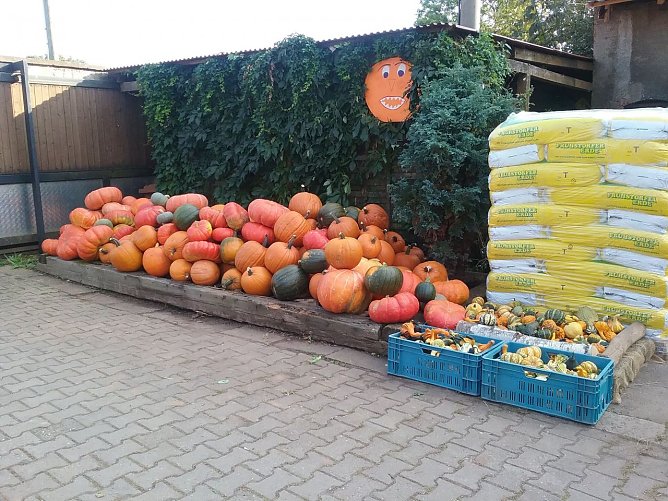 Die K&uuml;rbisse f&uuml;r den Nordh&auml;user Herbstmarkt stehen schon bereit (Foto: Andreas Heise)