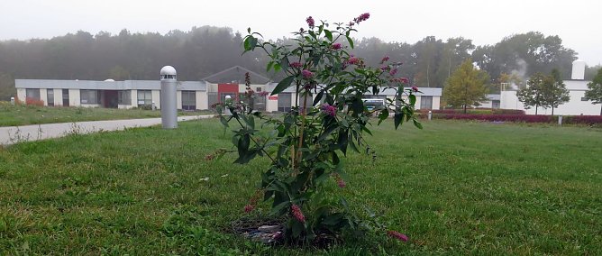 Schmetterlingsstrauch am S&uuml;dharz Klinikum (Foto: nnz)