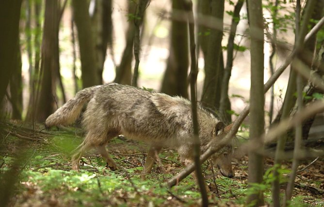 Wolf  (Foto: S. B&ouml;ttner)