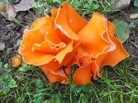 Seltener Fund: Gew&ouml;hnlicher Orangenbecherling (Foto: Familie Drechsler)