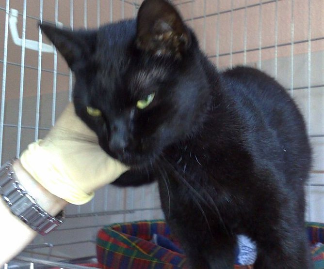 Besitzer gesucht (Foto: Tierschutz Nordhausen) Besitzer gesucht (Foto: Tierschutz Nordhausen)