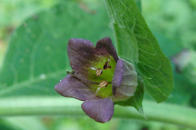 Tollkirsche (Foto: B. Schwarzberg)