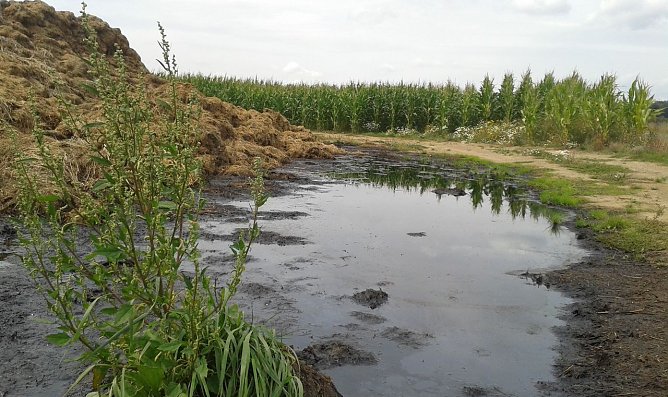 G&uuml;llesee im Landkreis Nordhausen (Foto: B. Schwarzberg)