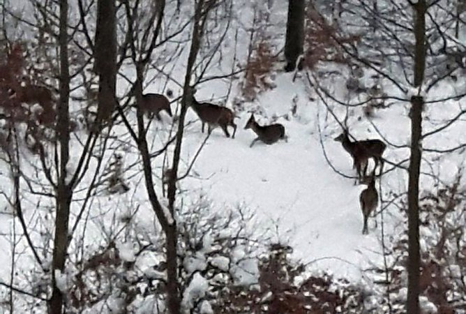 Besuch hinterm Haus (Foto: privat)