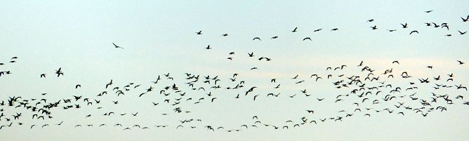 Riesiger Schwarm bei Nordhausen (Foto: nnz)