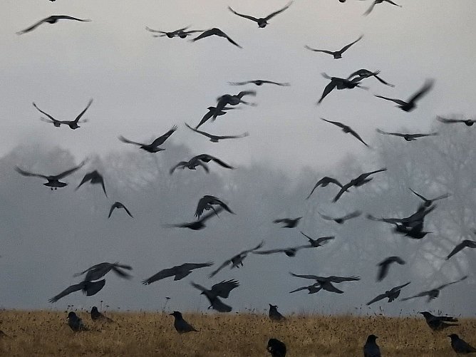 Zwischenstopp am Stadtrand - G&auml;nse rasteten bei Nordhausen (Foto: Peter Blei)