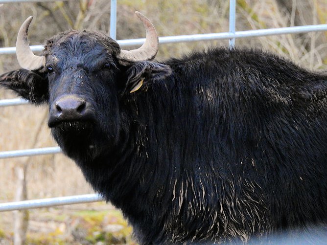 Peter Blei besucht die Büffel (Foto: Peter Blei) Peter Blei besucht die Büffel (Foto: Peter Blei)