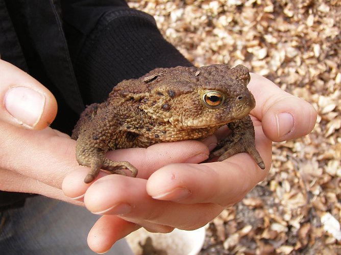 Erdkr&auml;te am Amphibienzaun (Foto: Daniel Werner)