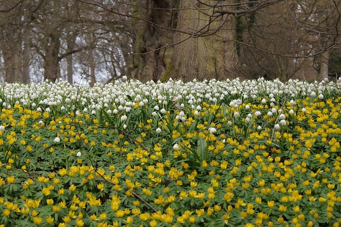 Fr&uuml;hjahrserwachen (Foto: Nicole Schulz)